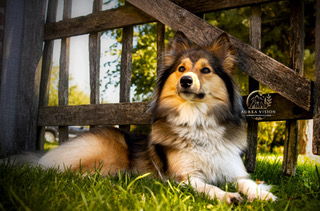 Hond ontspannen tijdens een studioshoot in Assen