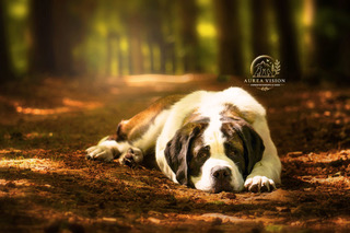 Sint-bernard tijdens een dierenfotoshoot in Drenthe